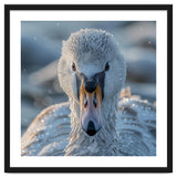 Close Up Of A Swan In Frost Winter Bird Close Up thumbnail