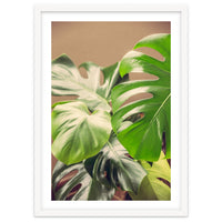 Monstera Mix