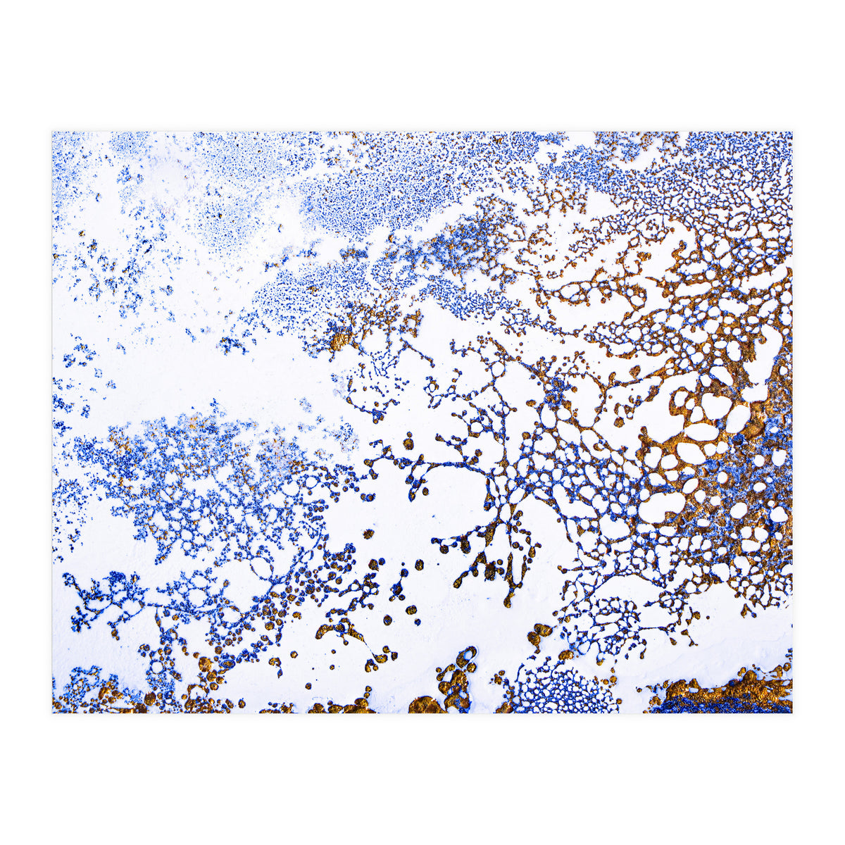 Coral Blooming (Print Only)