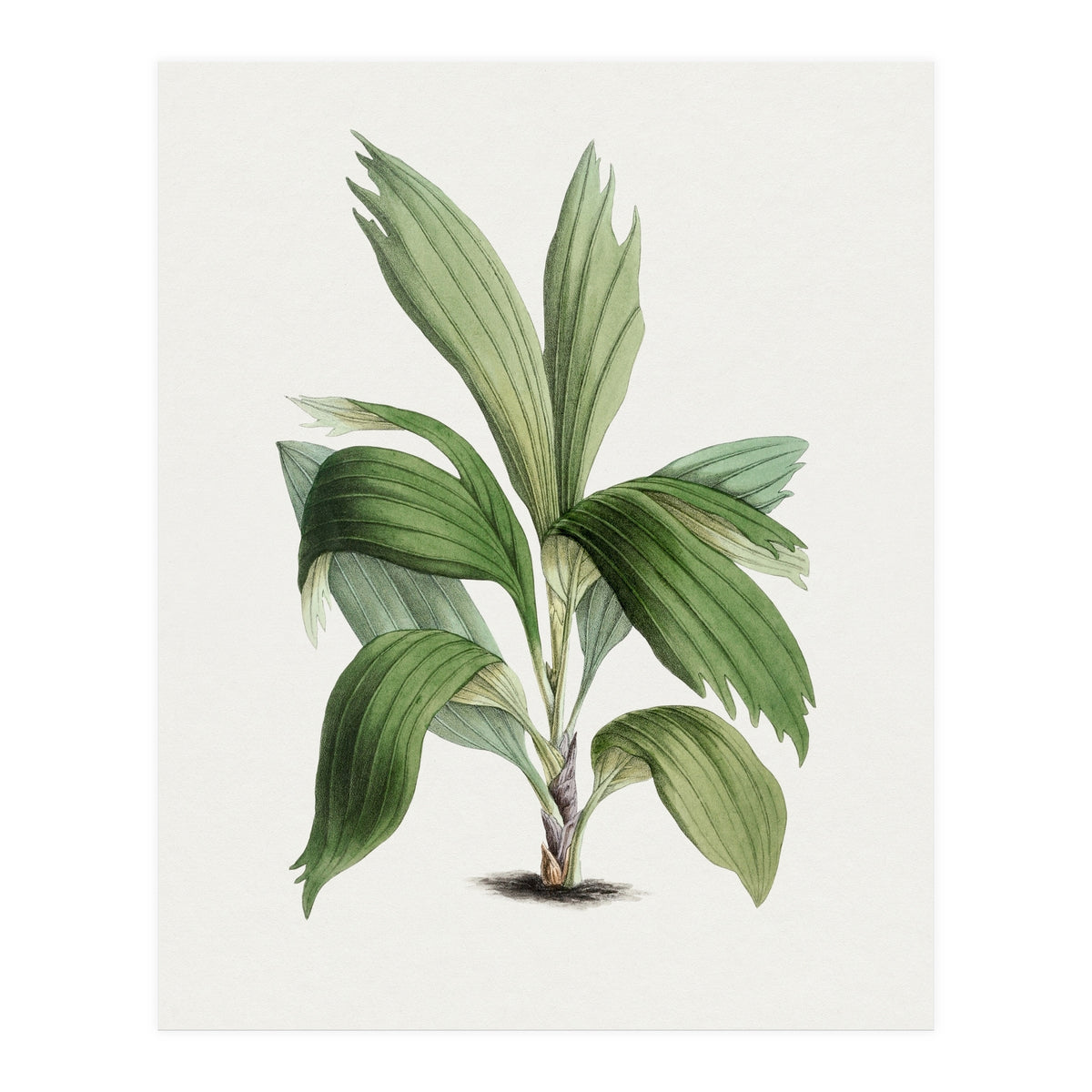 Areca Palm (Hand Drawn Botanical Illustration) (Print Only)