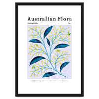 Australian Flora: Golden Wattle