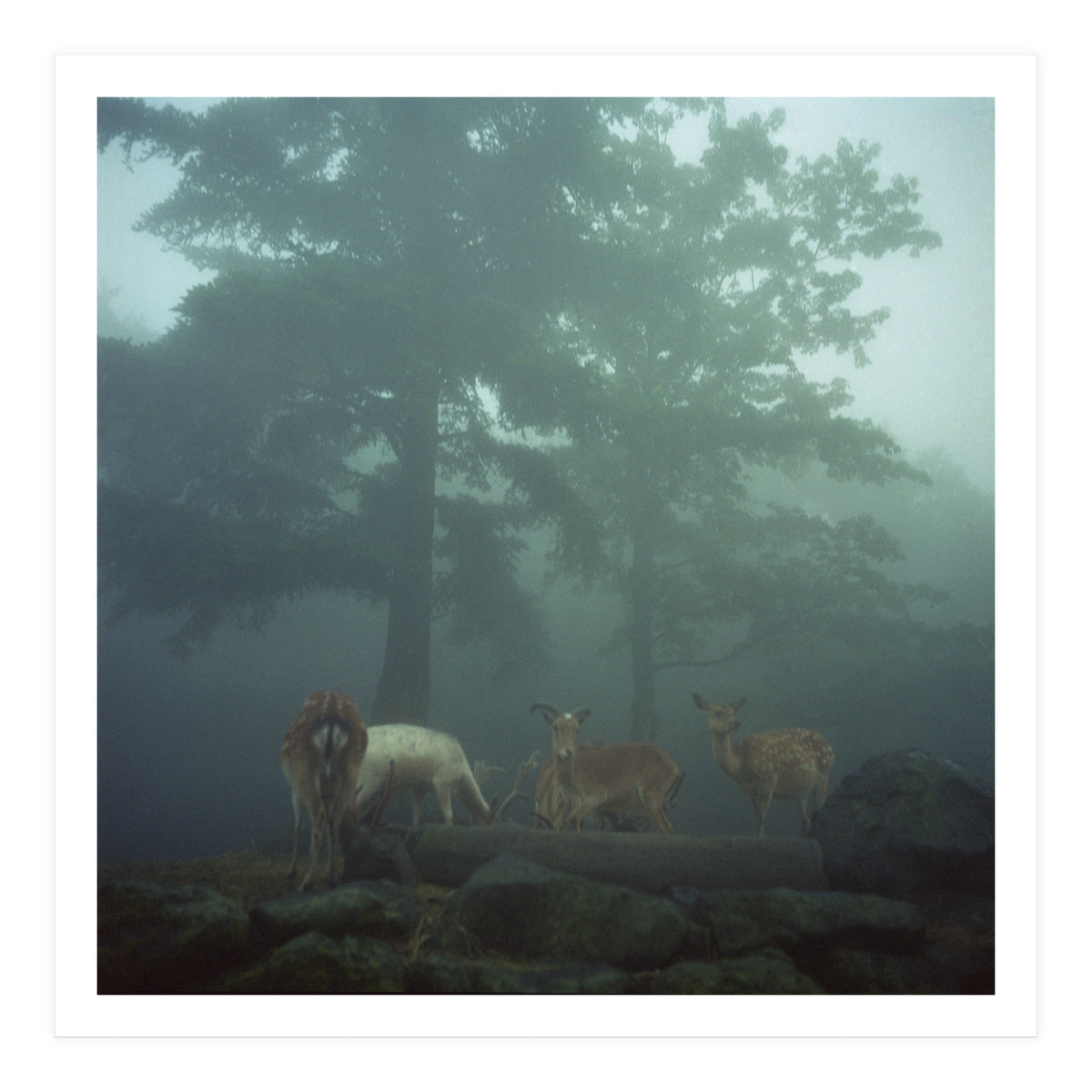 Silence of breath - 05 (Print Only)