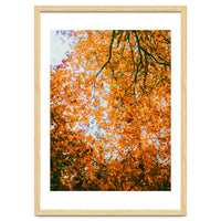 Autumn Leaves
