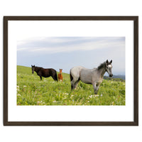 Equine Family