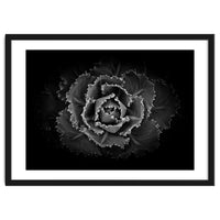 Backyard Flowers In Black And White No 101