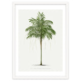Oswald de Kerchove de Denterghem – Vintage Palm Tree Illustration (1878) thumbnail