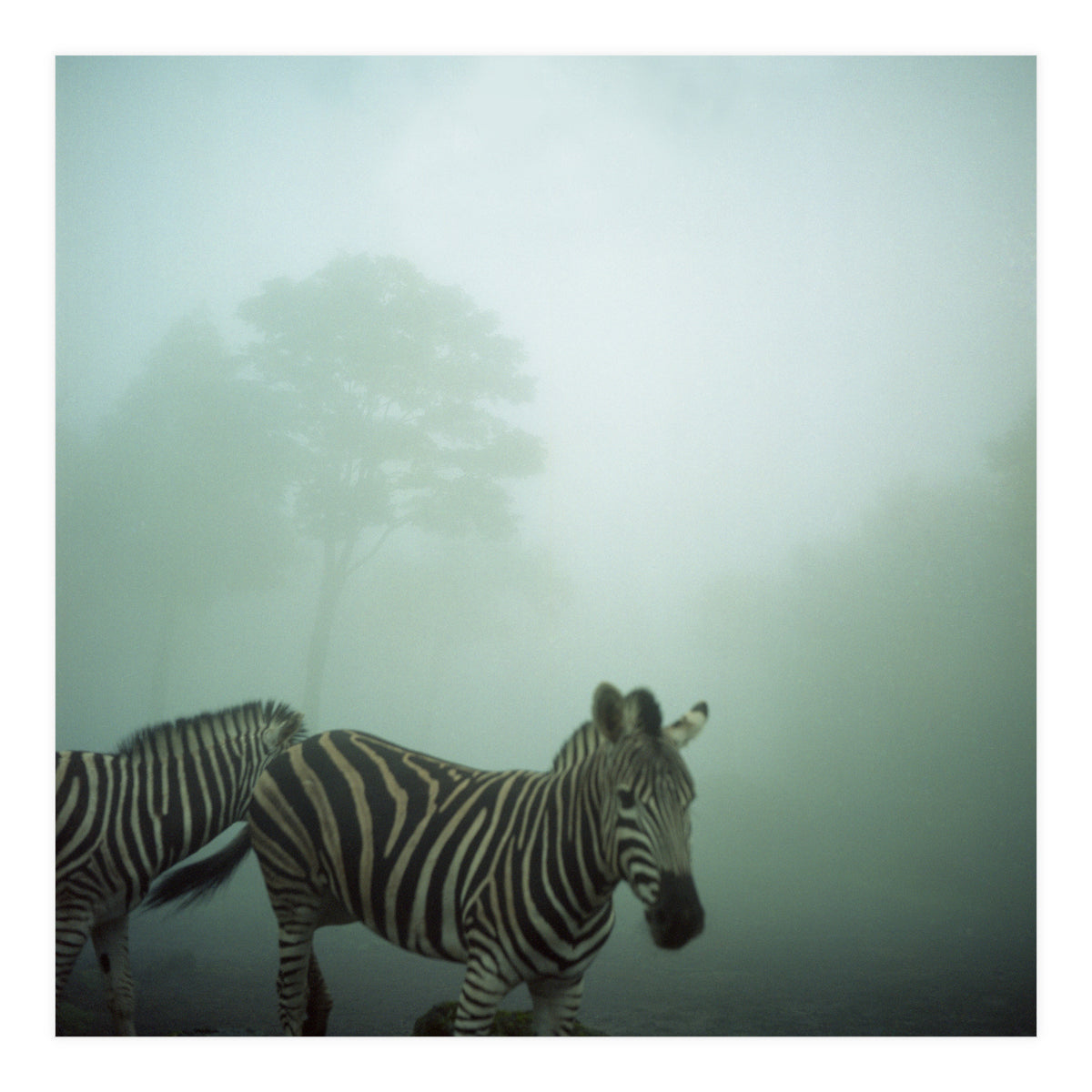 Silence of breath - 16 (Print Only)