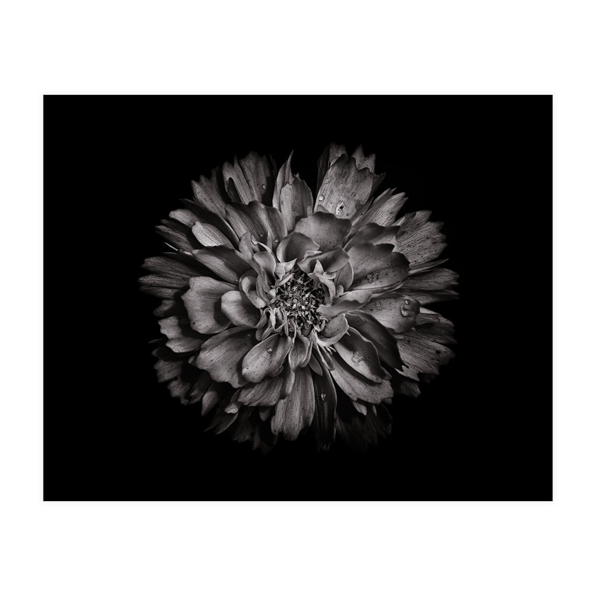 Backyard Flowers In Black And White No 79 (Print Only)