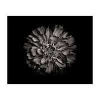 Backyard Flowers In Black And White No 79 (Print Only)