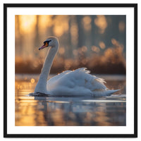 Majestic Swan Gliding On Water At Sunset