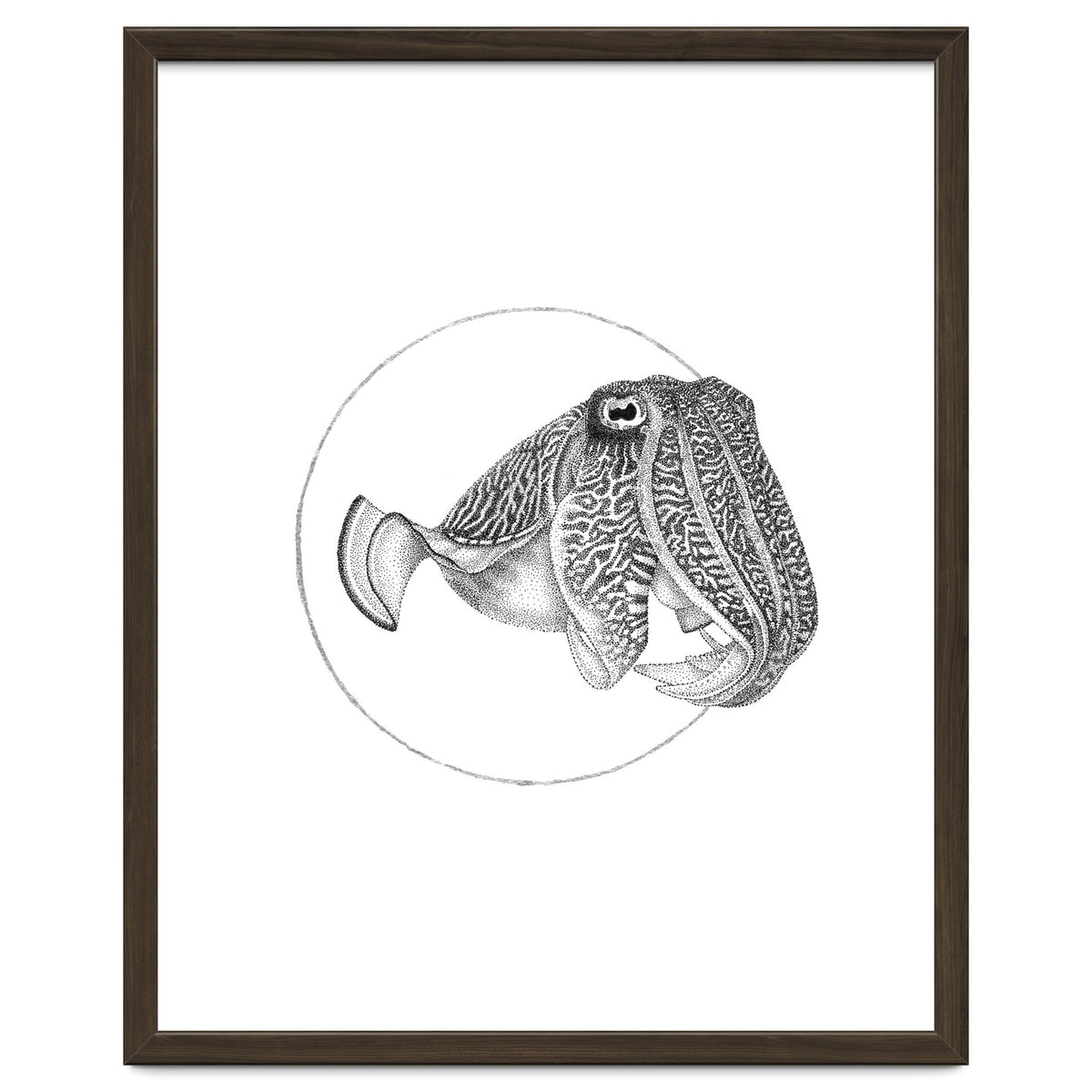 The Fascinating Cuttlefish