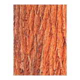 Tree Bark (Print Only) thumbnail