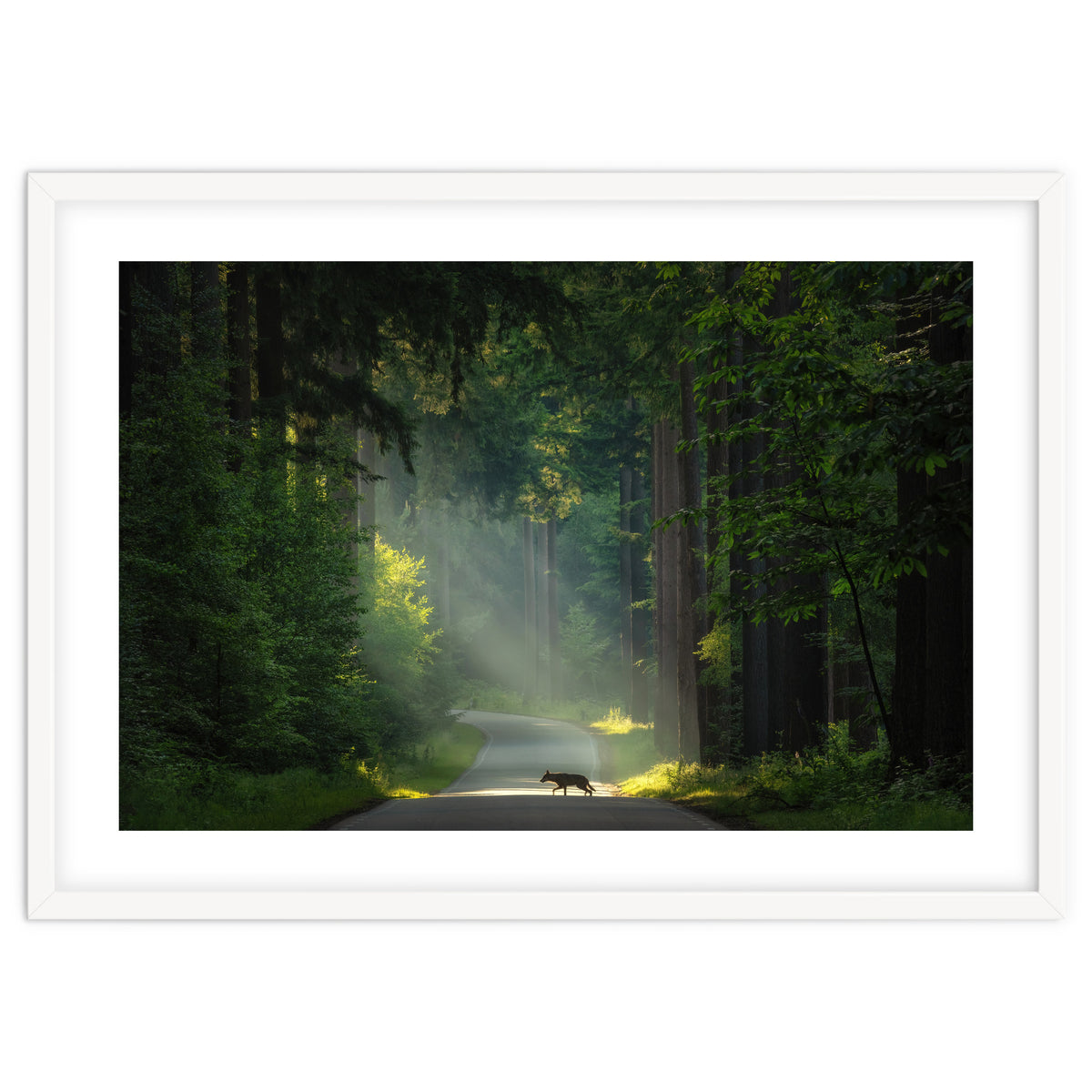 Wolf in the Netherlands