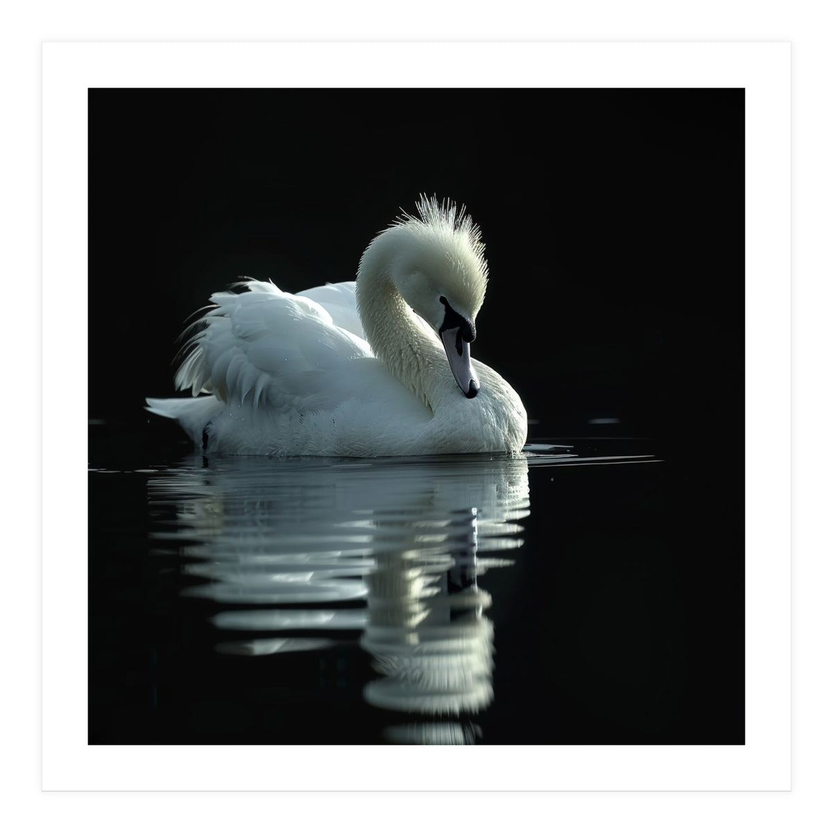 White Swan Gracefully Swimming In Dark Water (Print Only)