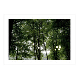 Light bulb among the trees in the summer forest (Print Only) thumbnail