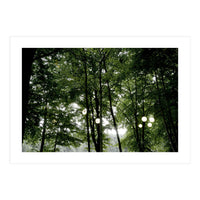 Light bulb among the trees in the summer forest (Print Only)