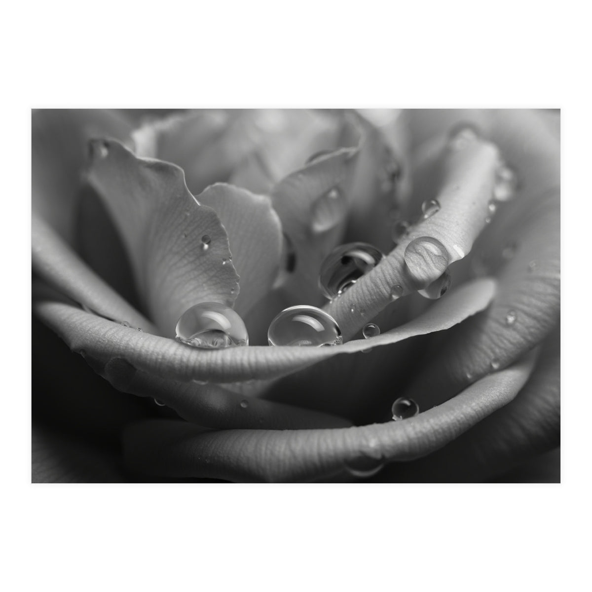 Ethereal Monochromatic Rose Petal Macro (Print Only)