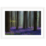 Bluebell forest thumbnail