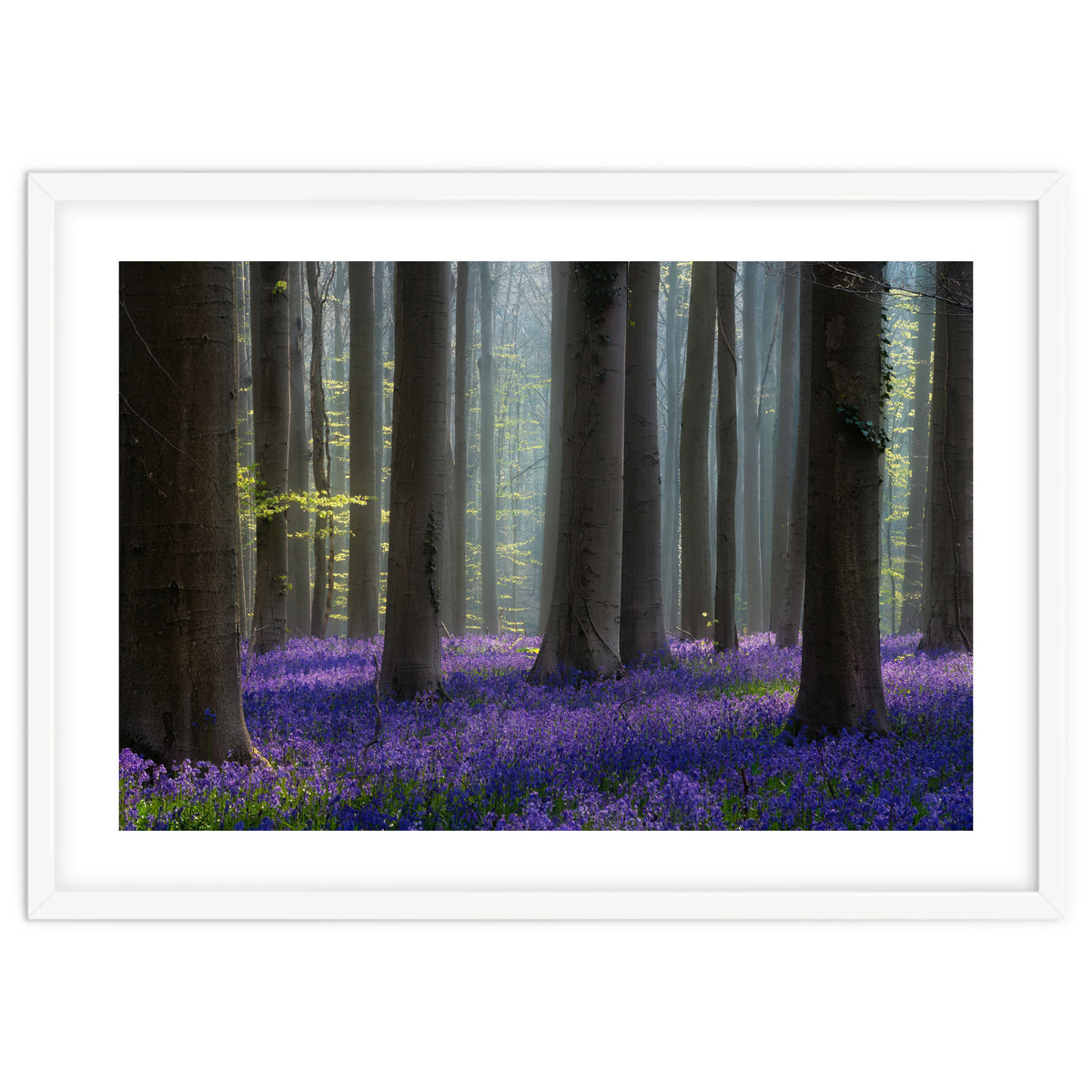 Bluebell forest