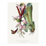 Paul Gervais – Hummingbird Painting (1842) (Print Only) thumbnail
