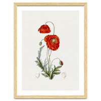 Red Poppy (Hand Drawn Illustration)