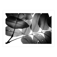 Branches and Leaves, 2016, 3 (Print Only)