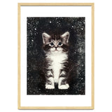 Bicolor Cute Kitten Portrait thumbnail