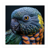 Close Up Portrait Of A Colorful Parrot's Face (Print Only)