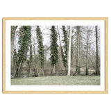Sole white birch in the trees thumbnail