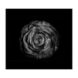 Backyard Flowers In Black And White No 72 with Border (Print Only) thumbnail