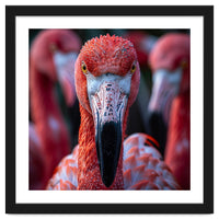 Close Up Of A Flamingo Bird Face, Pink Feathers