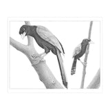 Yucatan Jays (Print Only) thumbnail