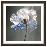 Shirley Poppy | Morning Silk thumbnail