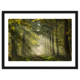 Sunrays in a Dutch forest thumbnail
