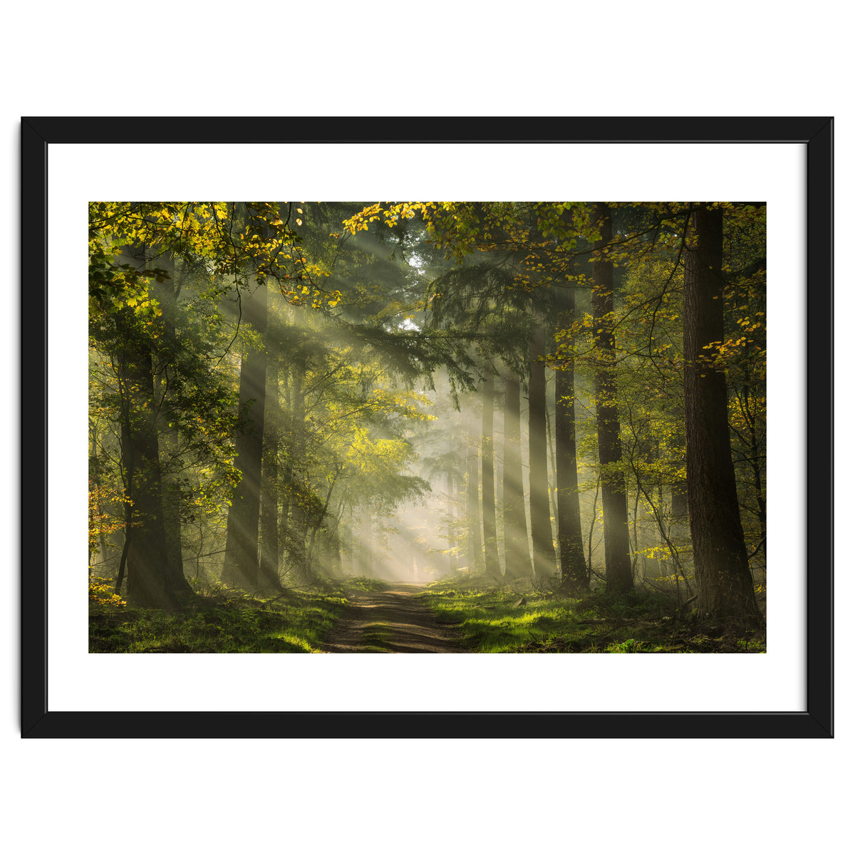 Sunrays in a Dutch forest