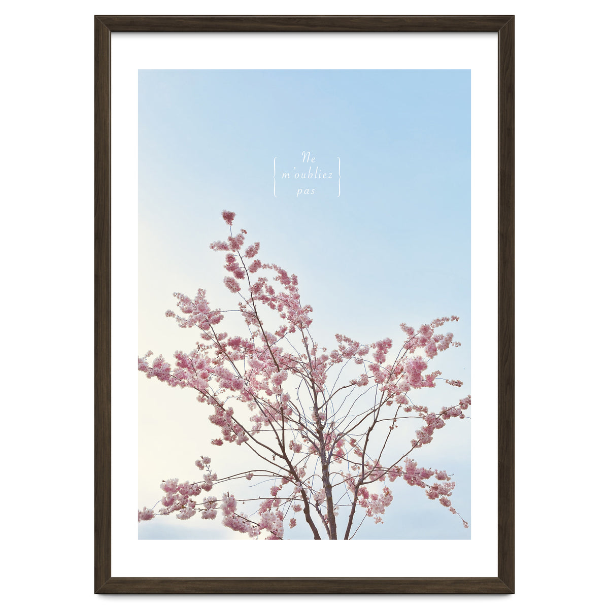 Sakura - cherry blossom