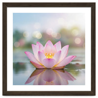 Ethereal Lotus Bloom: Serene Botanical Reflection