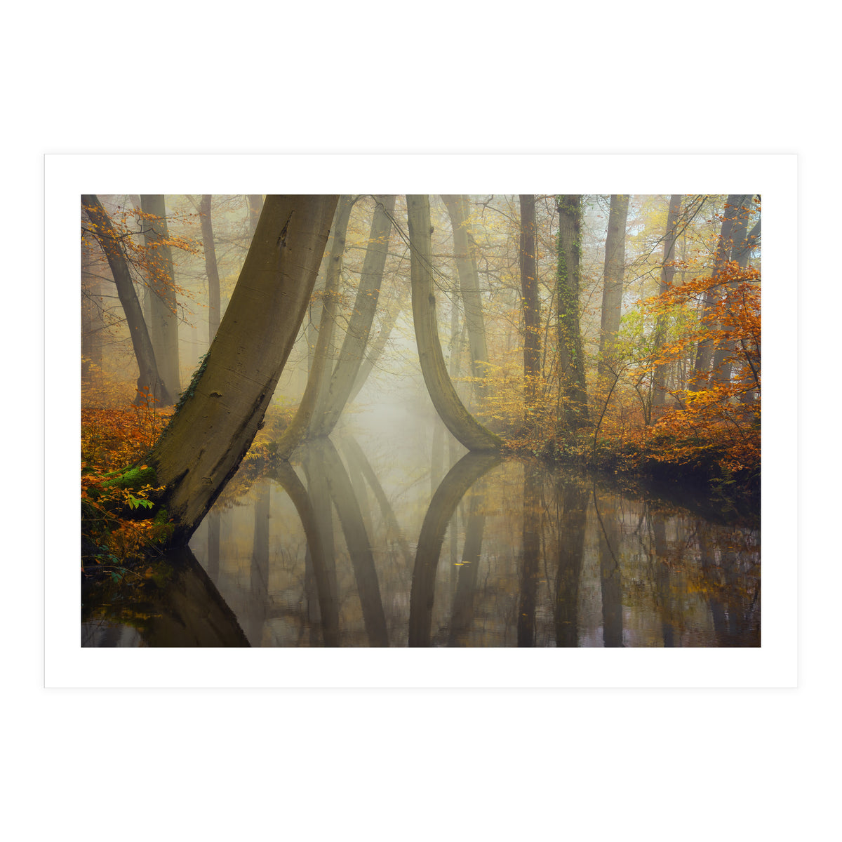 Bent trees in autumn (Print Only)
