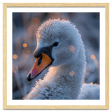 Close Up Frosty Swan Head During Golden Hour thumbnail