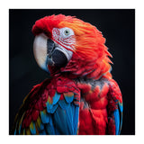 Scarlet Macaw Parrot Detailed Feather Close Up Portrait (Print Only) thumbnail