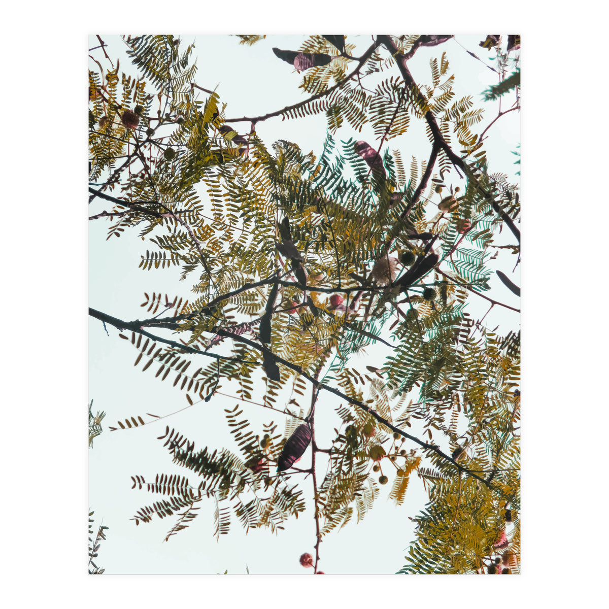 Patterns In Nature (Print Only)