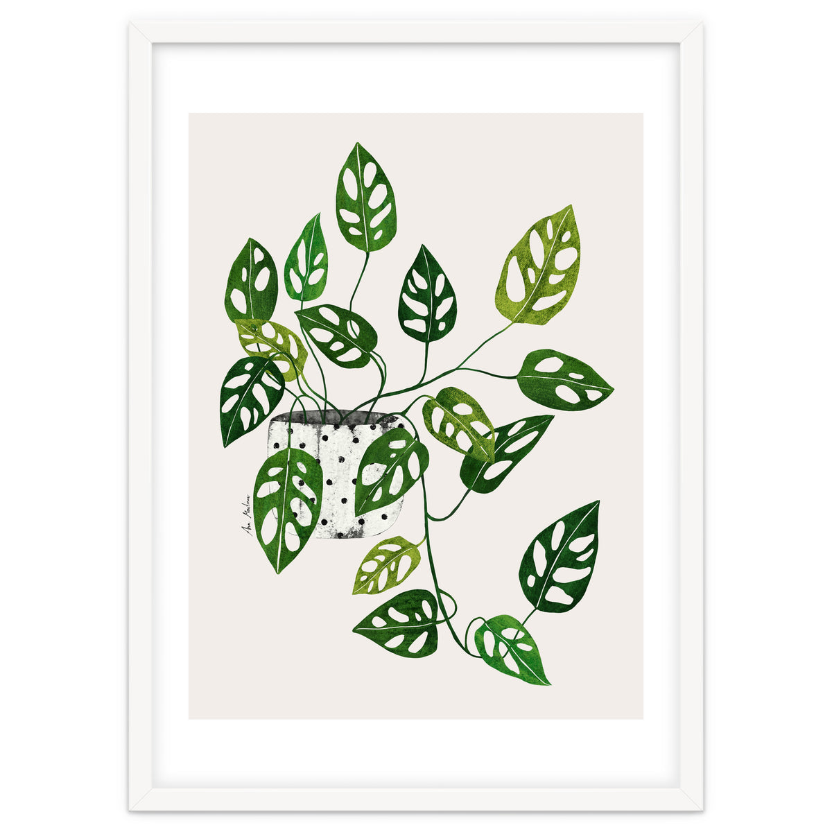 Monstera Obliqua Plant