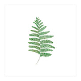 Fern  (Print Only) thumbnail
