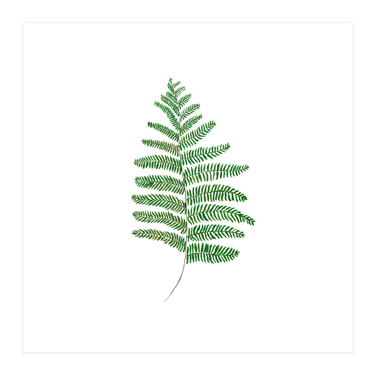 Fern  (Print Only)