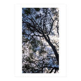Tree from below  (Print Only) thumbnail