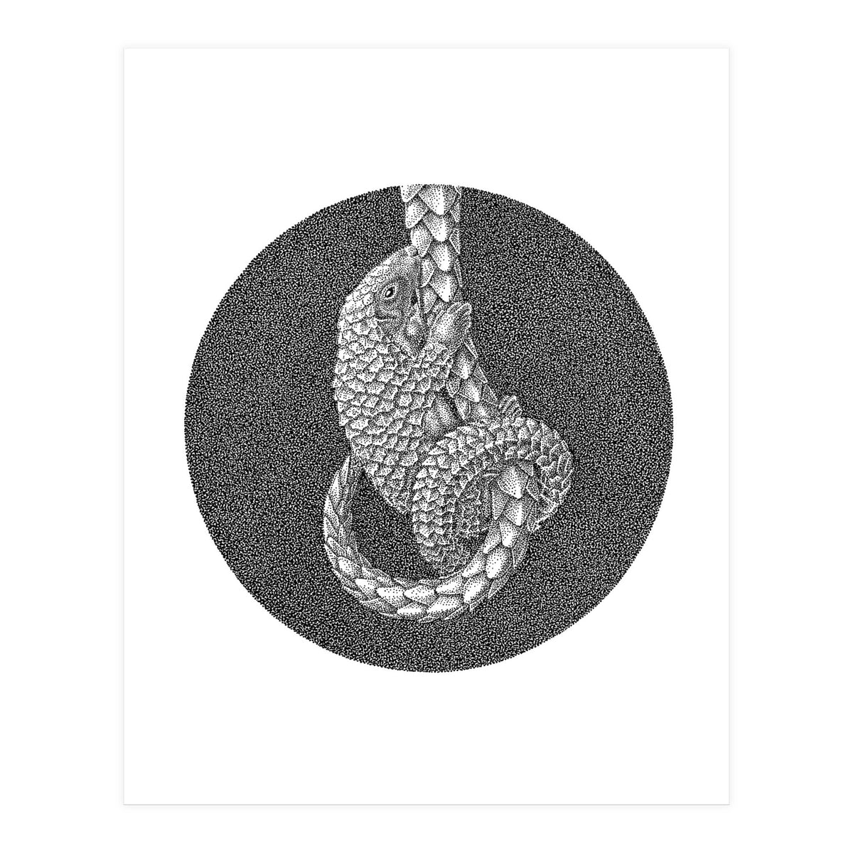 Pangolin no. 3 (Print Only)