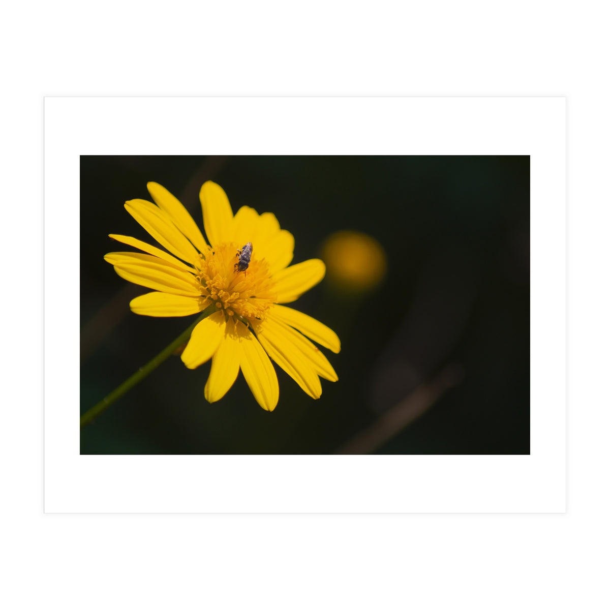 SUNFLOWER. (Print Only)