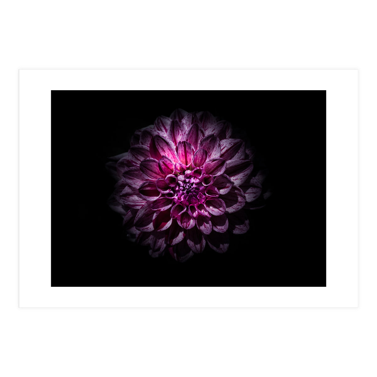 Backyard Flowers No 57 Color Version (Print Only)