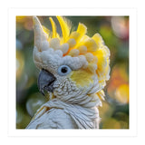 Yellow Crested Cockatoo Bird Close Up Portrait (Print Only) thumbnail