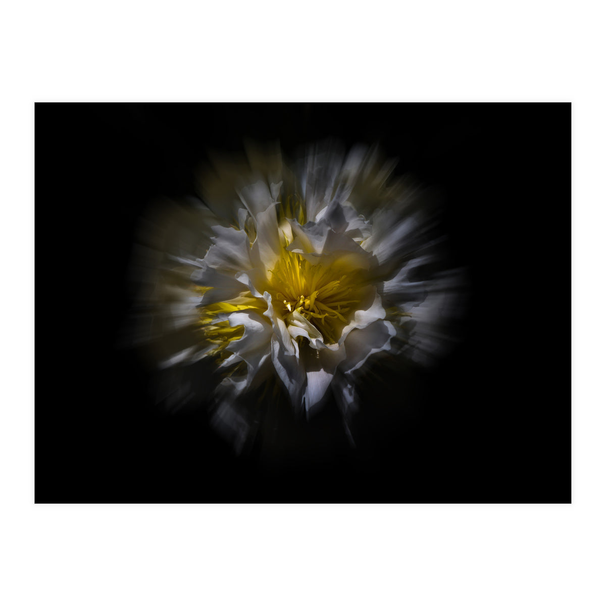 Backyard Flowers No 25 Color Flow Version (Print Only)